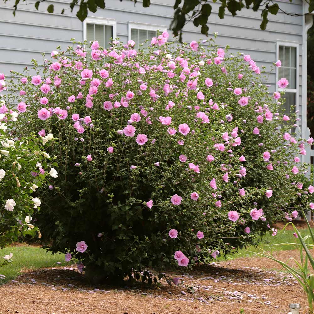 Rose of China
