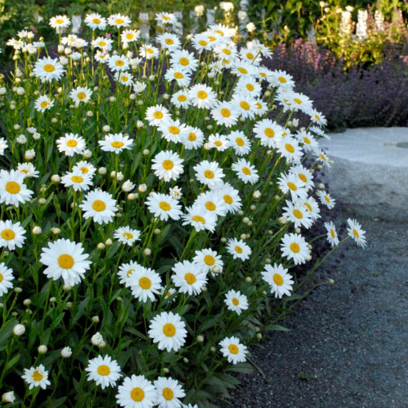 Leucanthemum x superbum