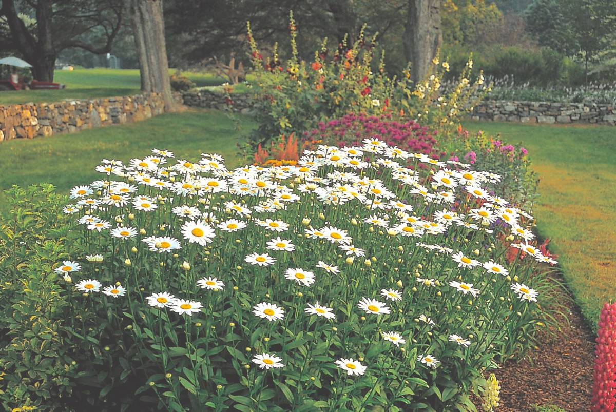 Leucanthemum 