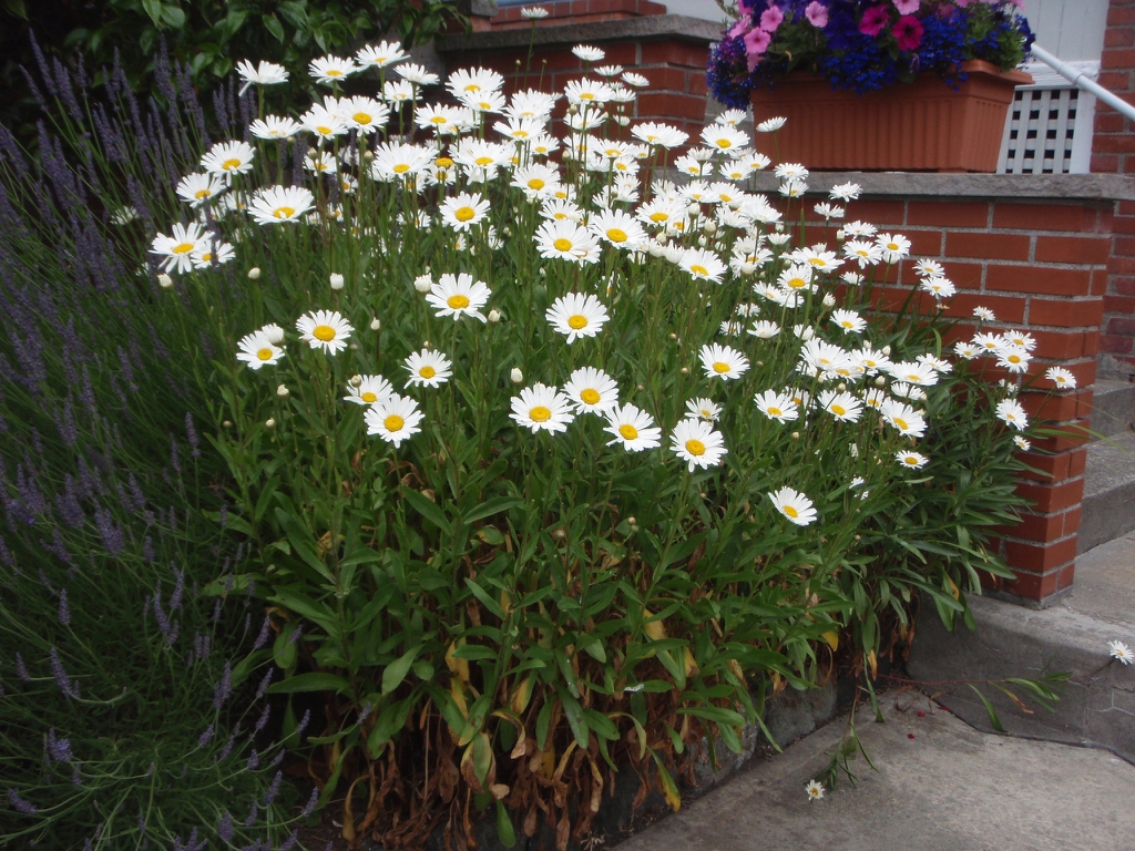 Leucanthemum x superbum