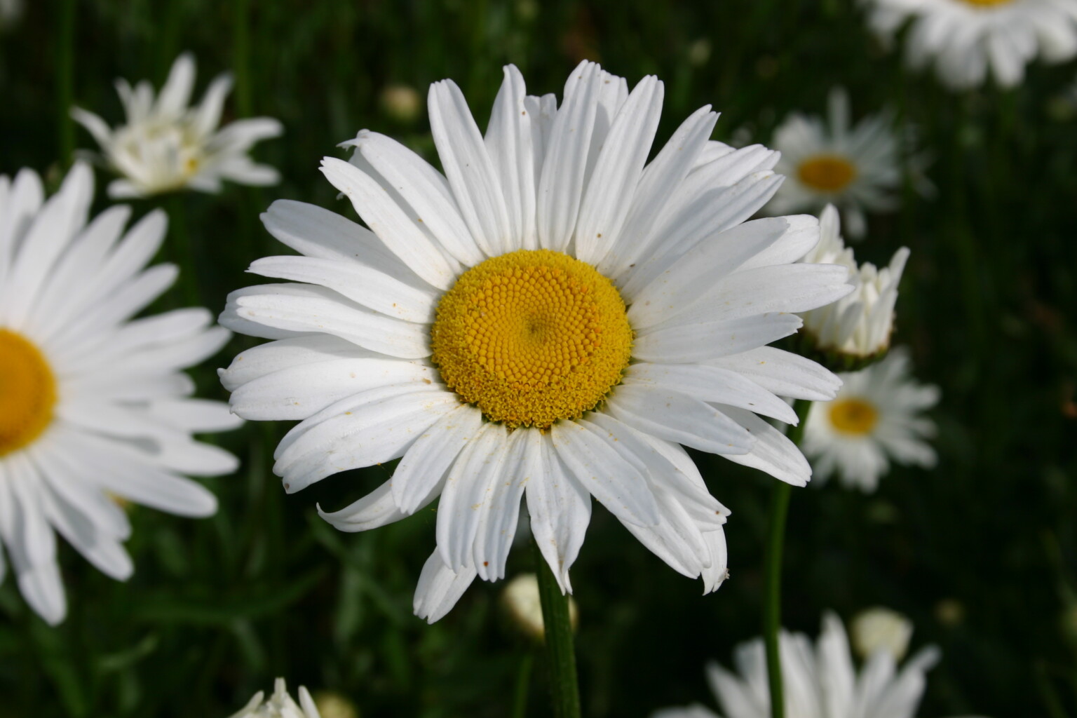 Leucanthemum 