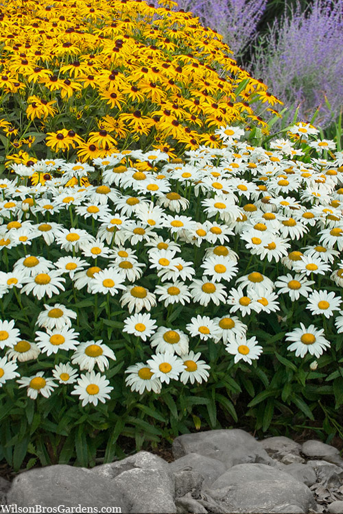 Leucanthemum 
