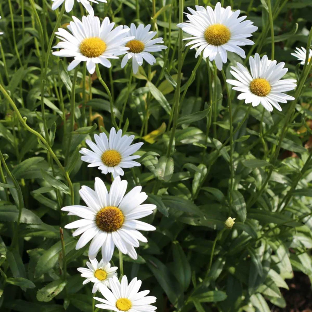 Leucanthemum 