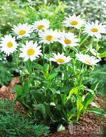 Leucanthemum 