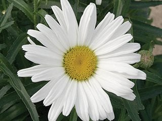 Dwarf Shasta Daisy
