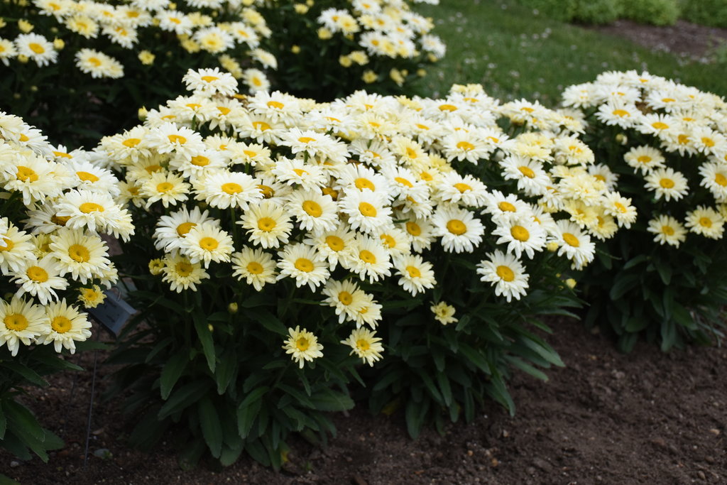 Yellow Shasta Daisy