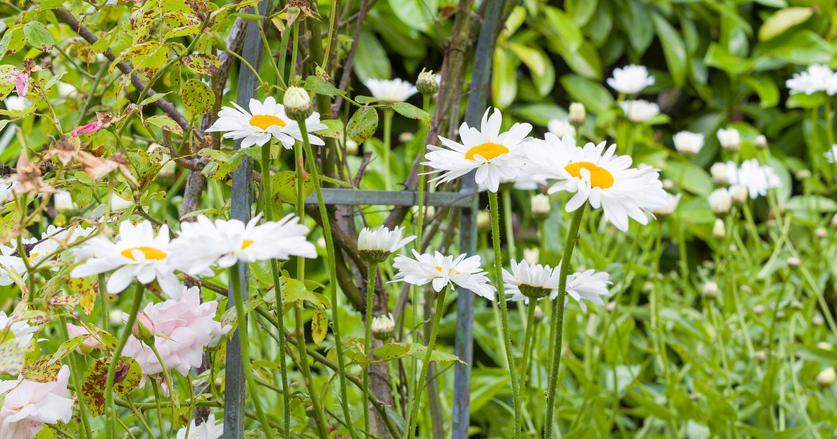 Double Shasta Daisy