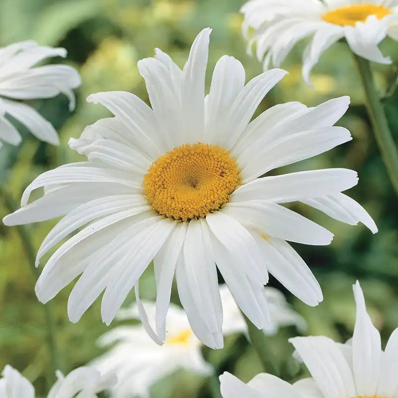 White Daisy Flowers