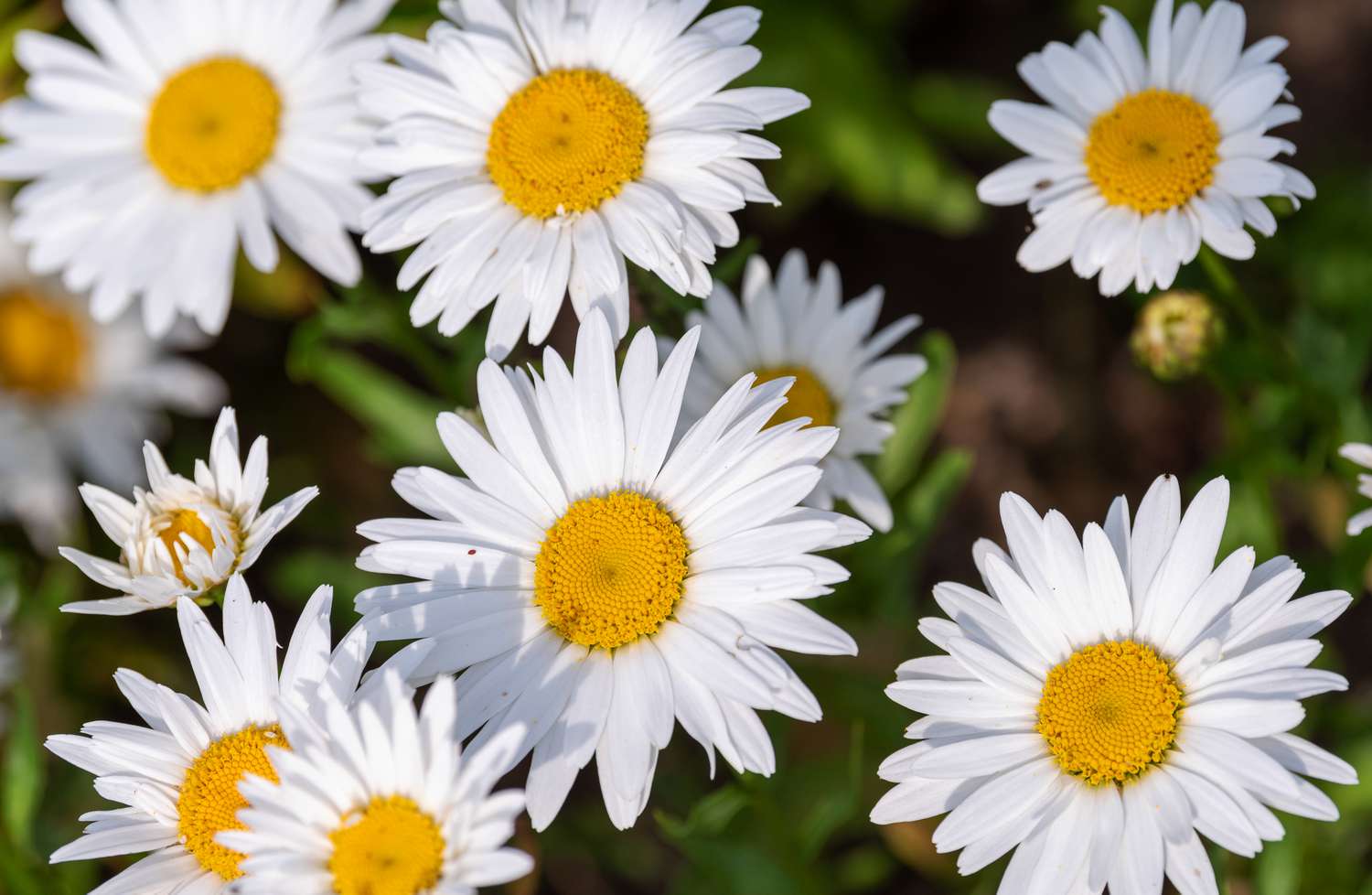 Leucanthemum 