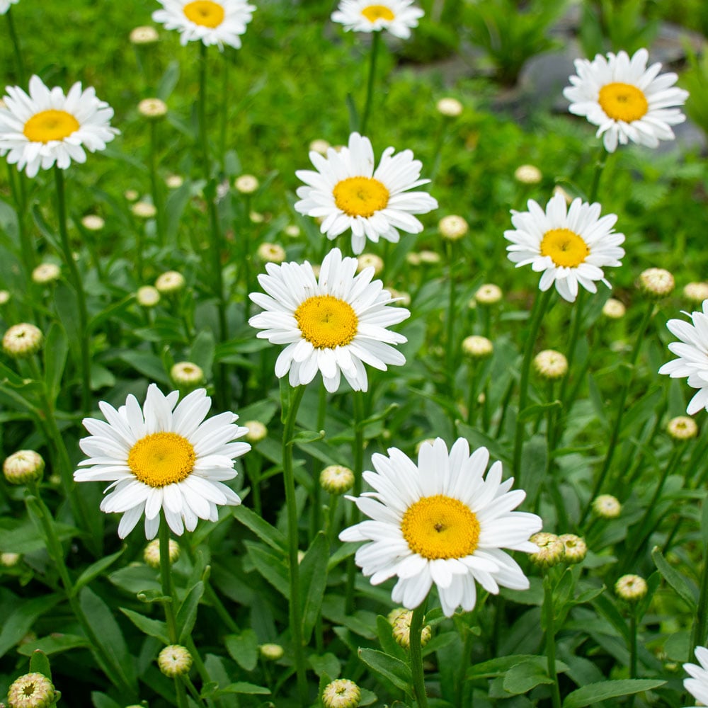 Leucanthemum 