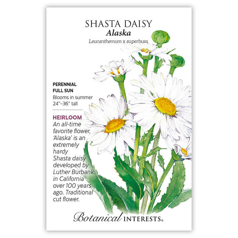 Leucanthemum 