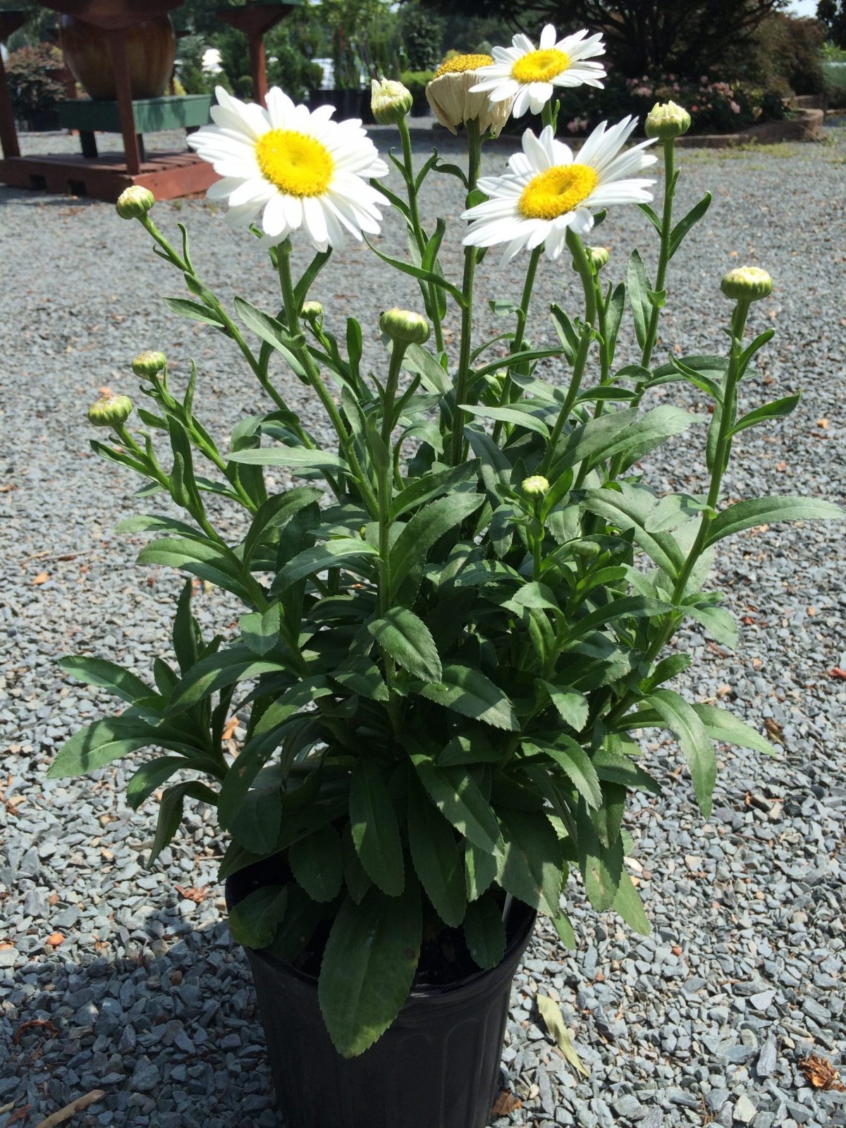 Leucanthemum 
