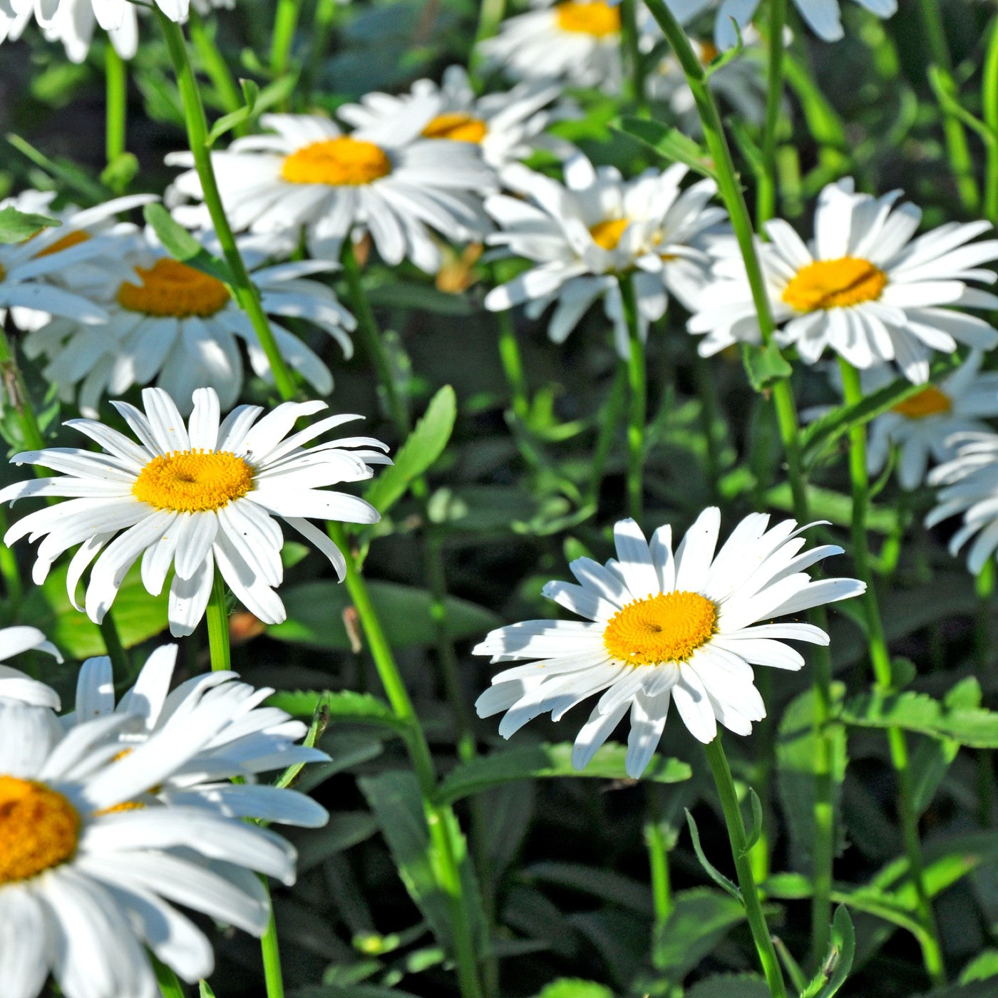 Leucanthemum 