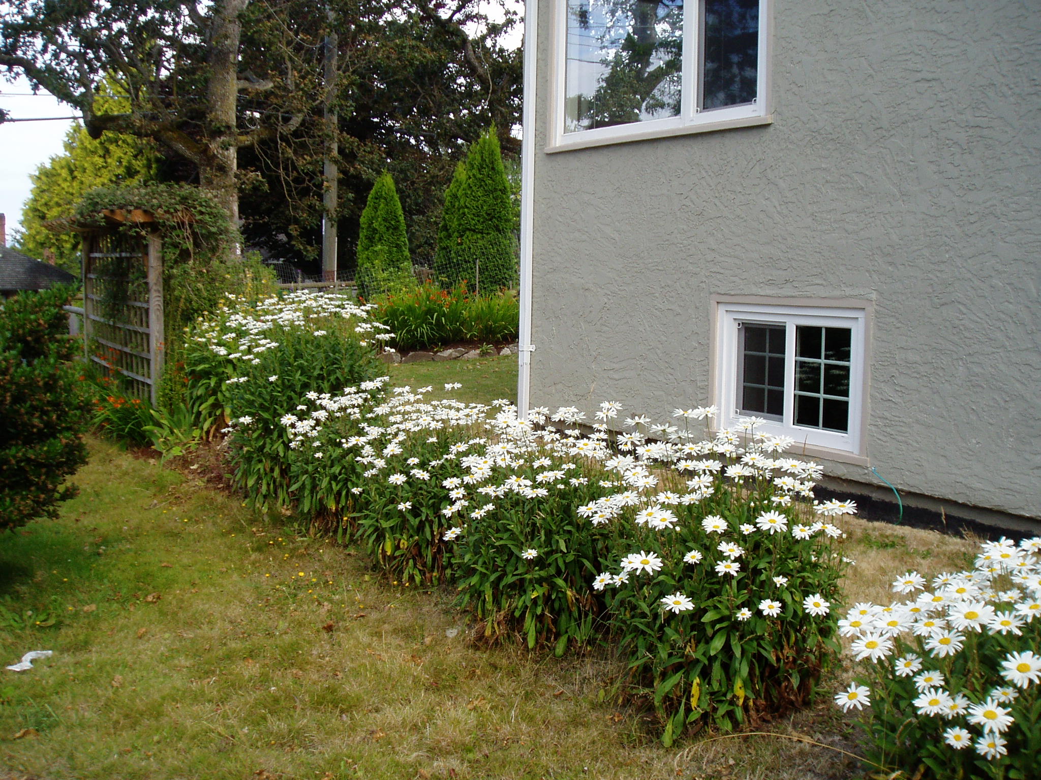 Leucanthemum 