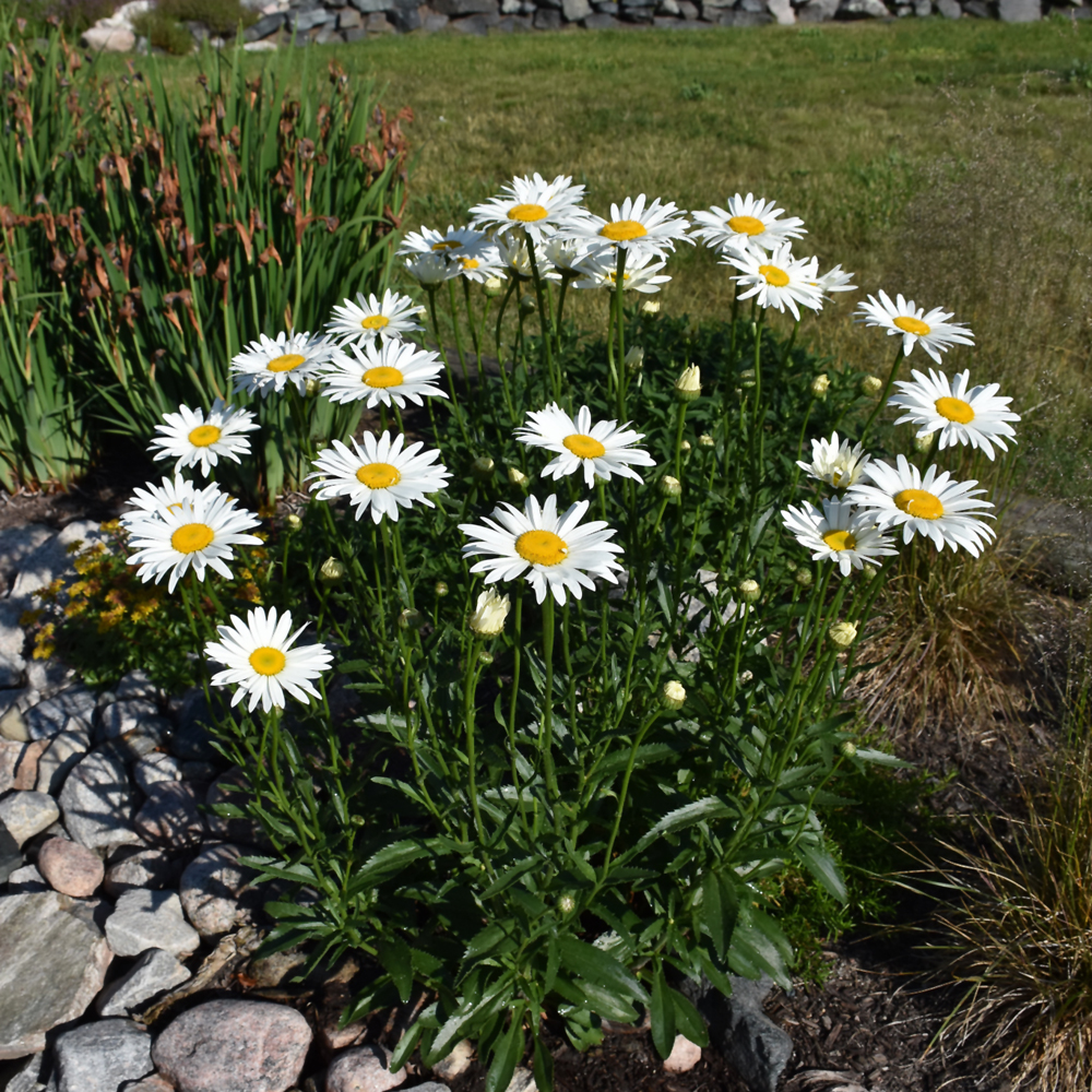Dwarf Shasta Daisy