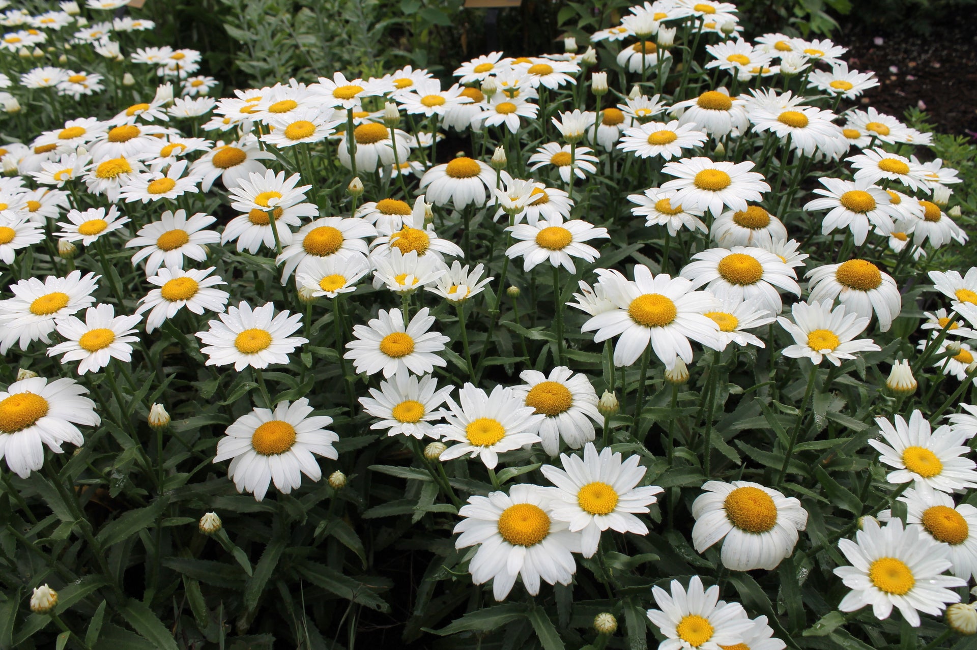 Double Shasta Daisy