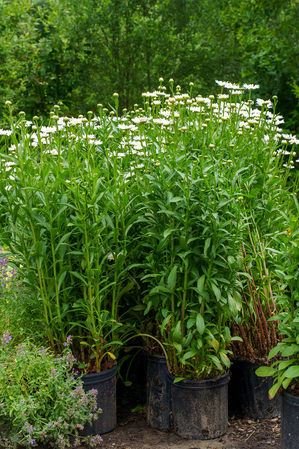 White Daisy Flowers