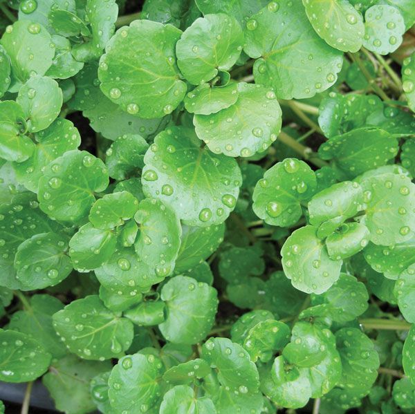 Watercress nutrition