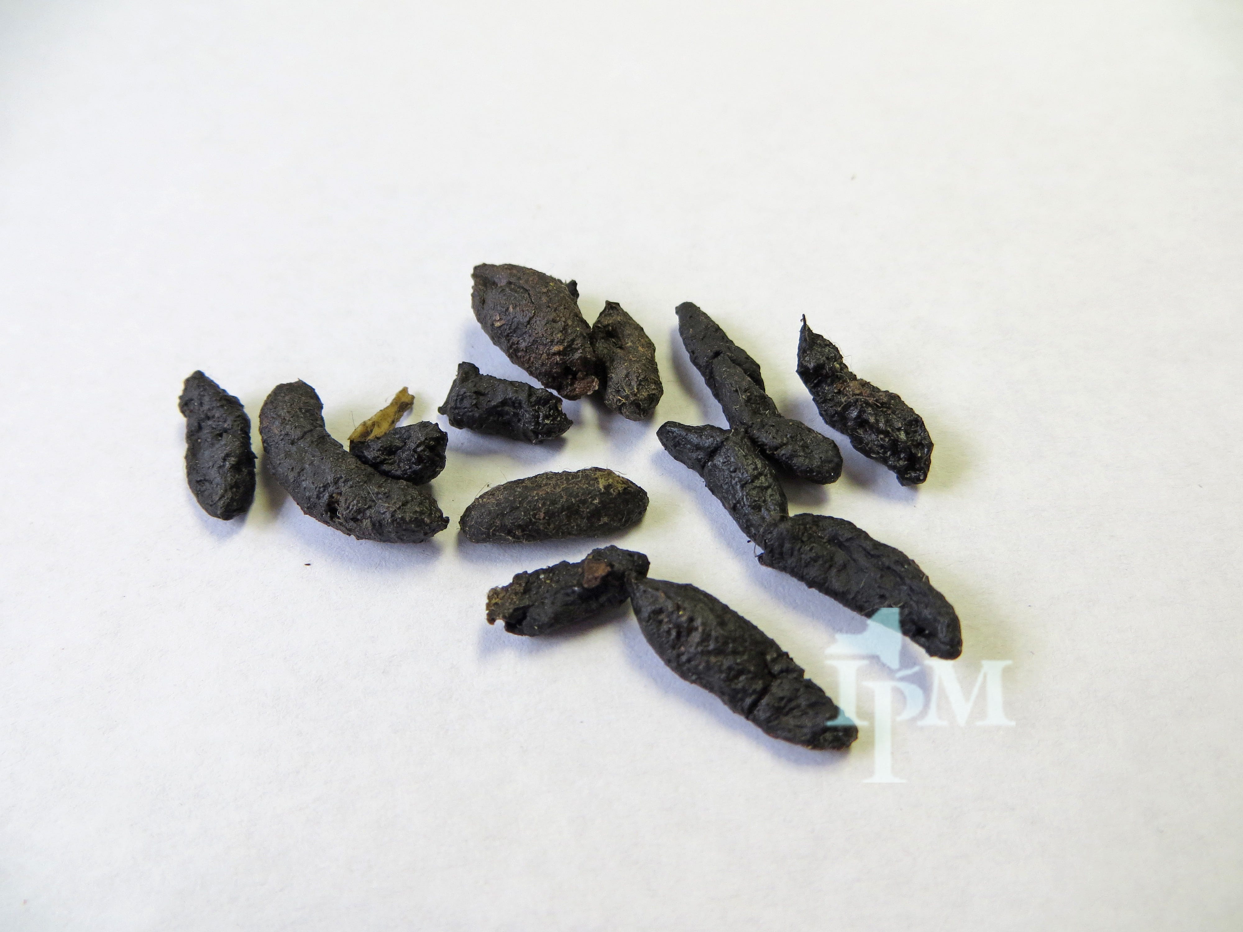 how to identify rat droppings
