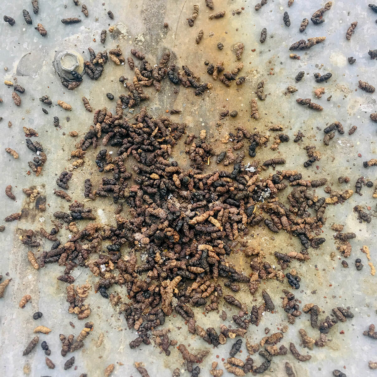 rat poop vs mouse poop