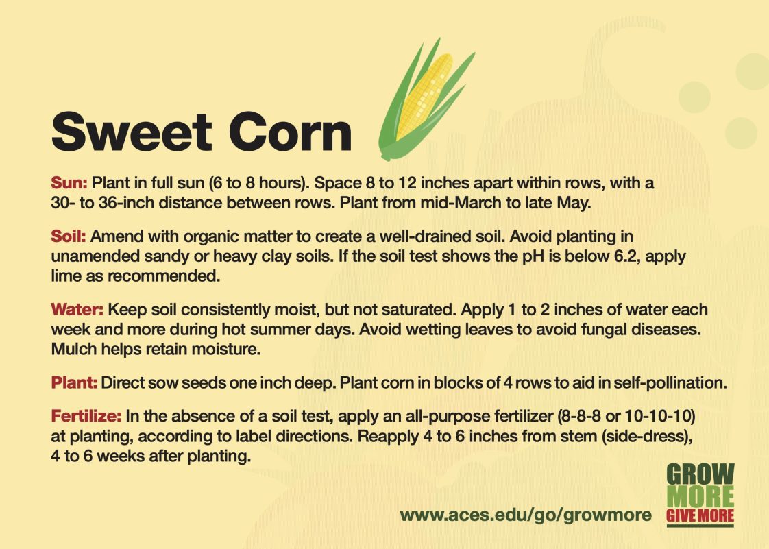 Soil temperature for planting corn