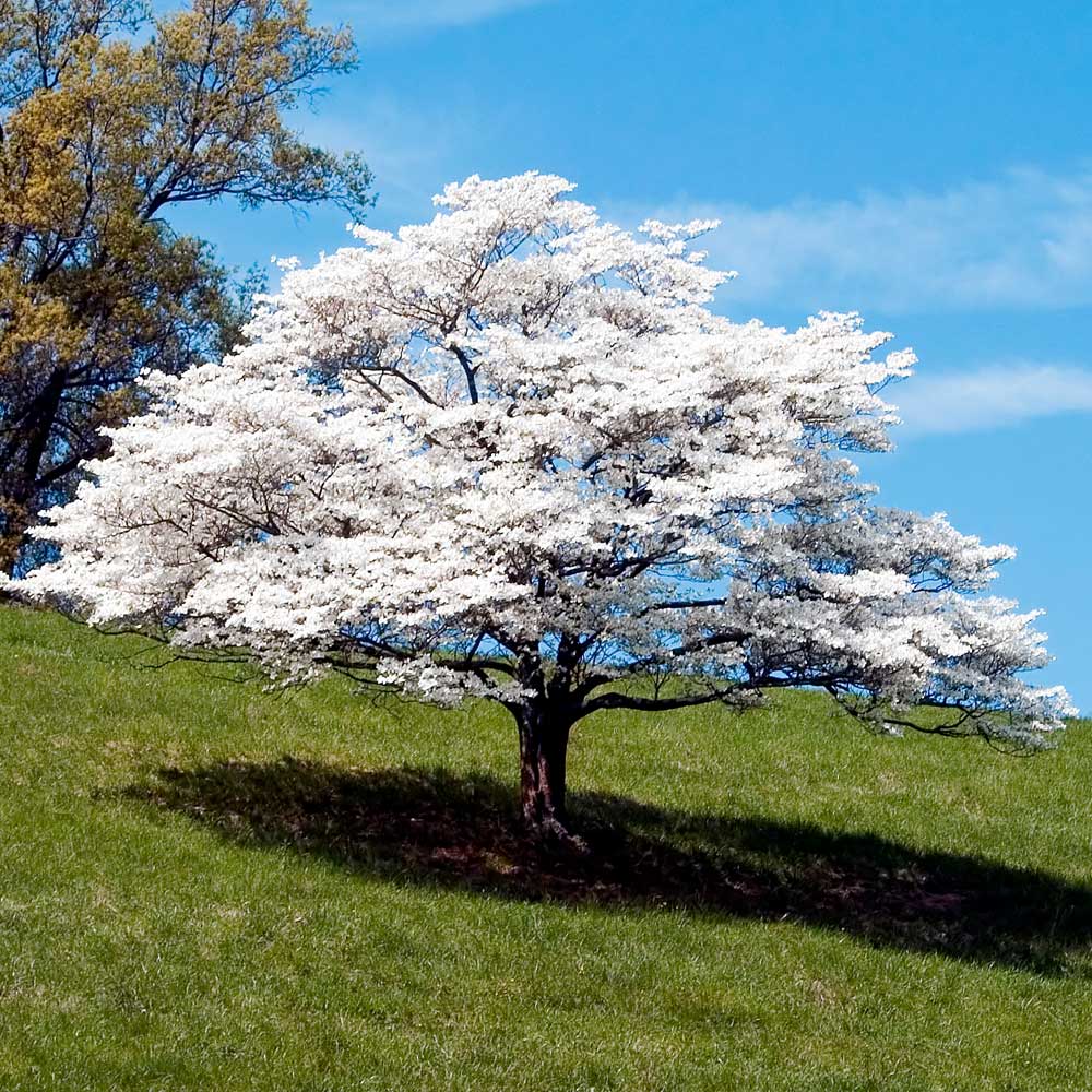 White bark trees