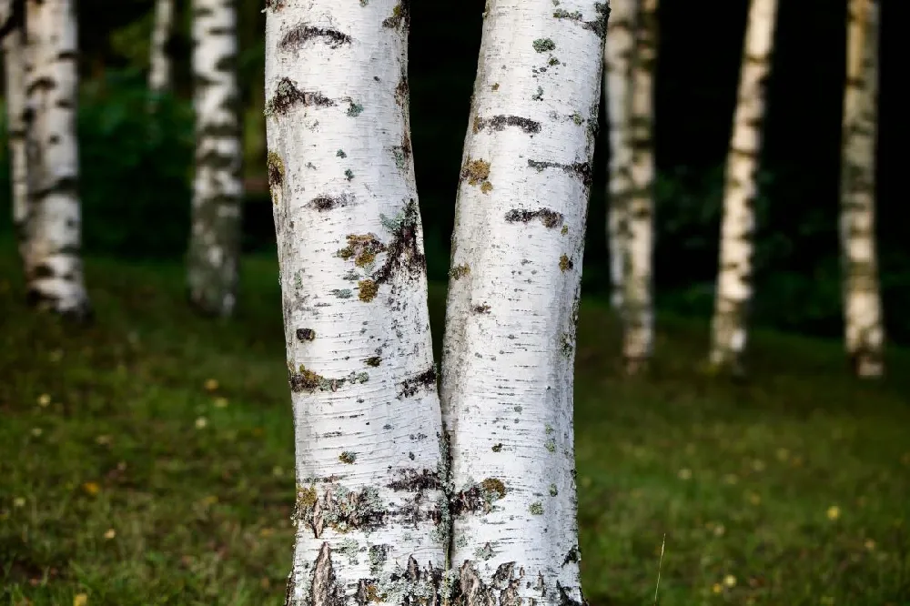 White flowering trees