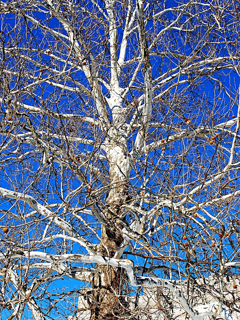 Trees with pale bark