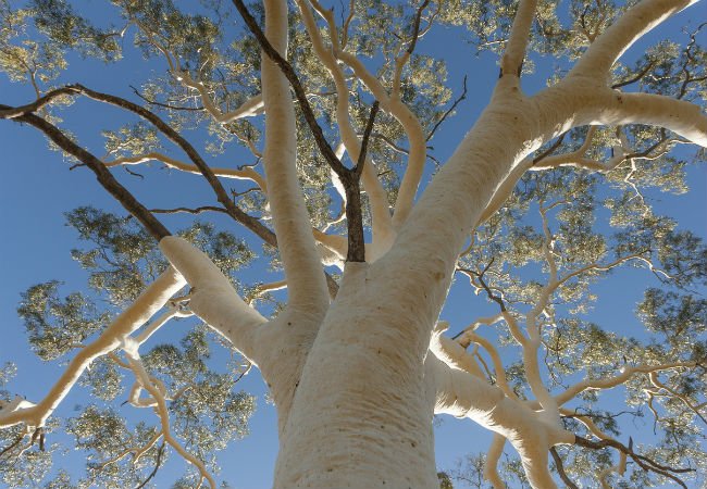 Trees with white blossoms