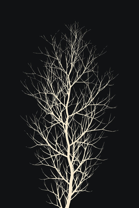 White flowering trees