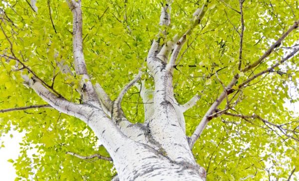 Birch trees with white bark