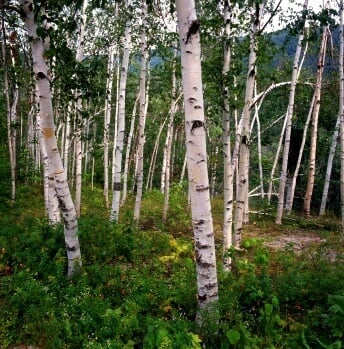White Dogwood tree