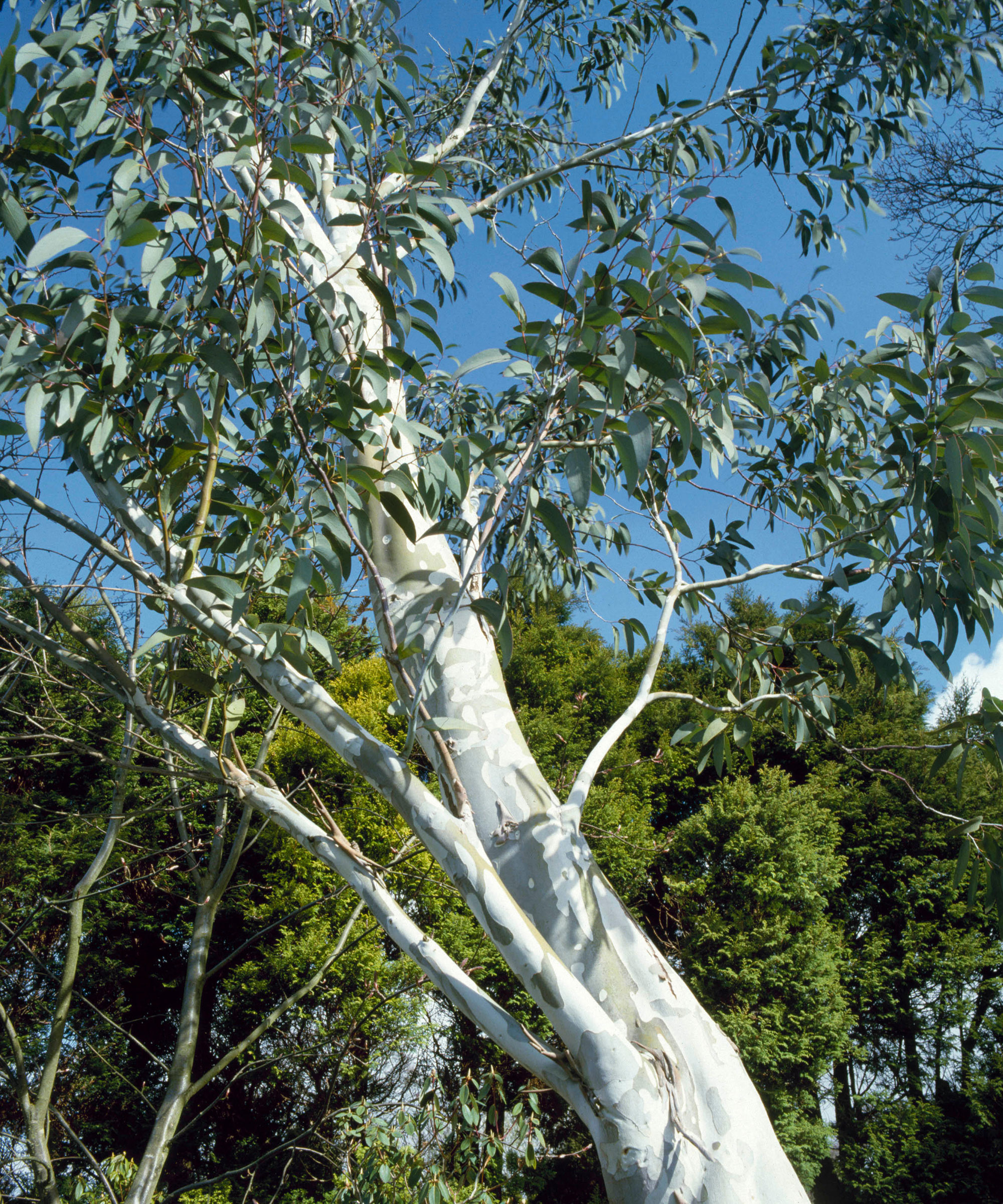 Birch trees with white bark