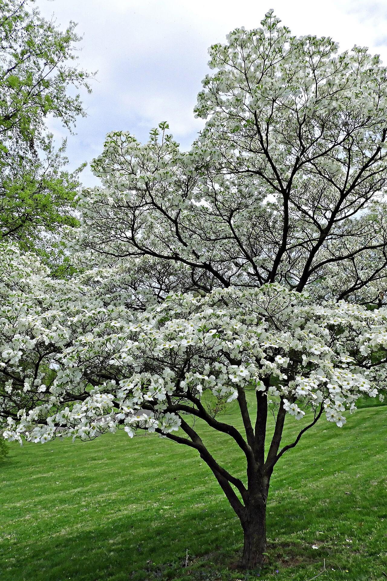 Flocked white tree