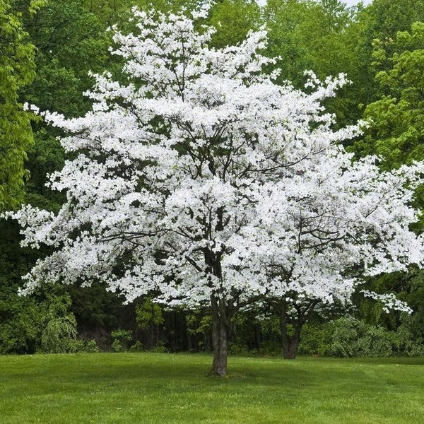 Himalayan white barked birch