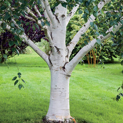 Star Magnolia tree