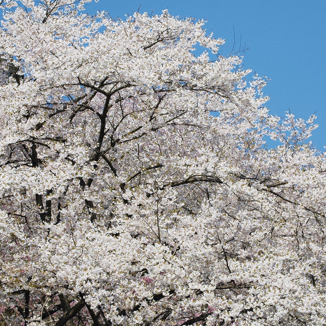 White Cherry Blossom tree