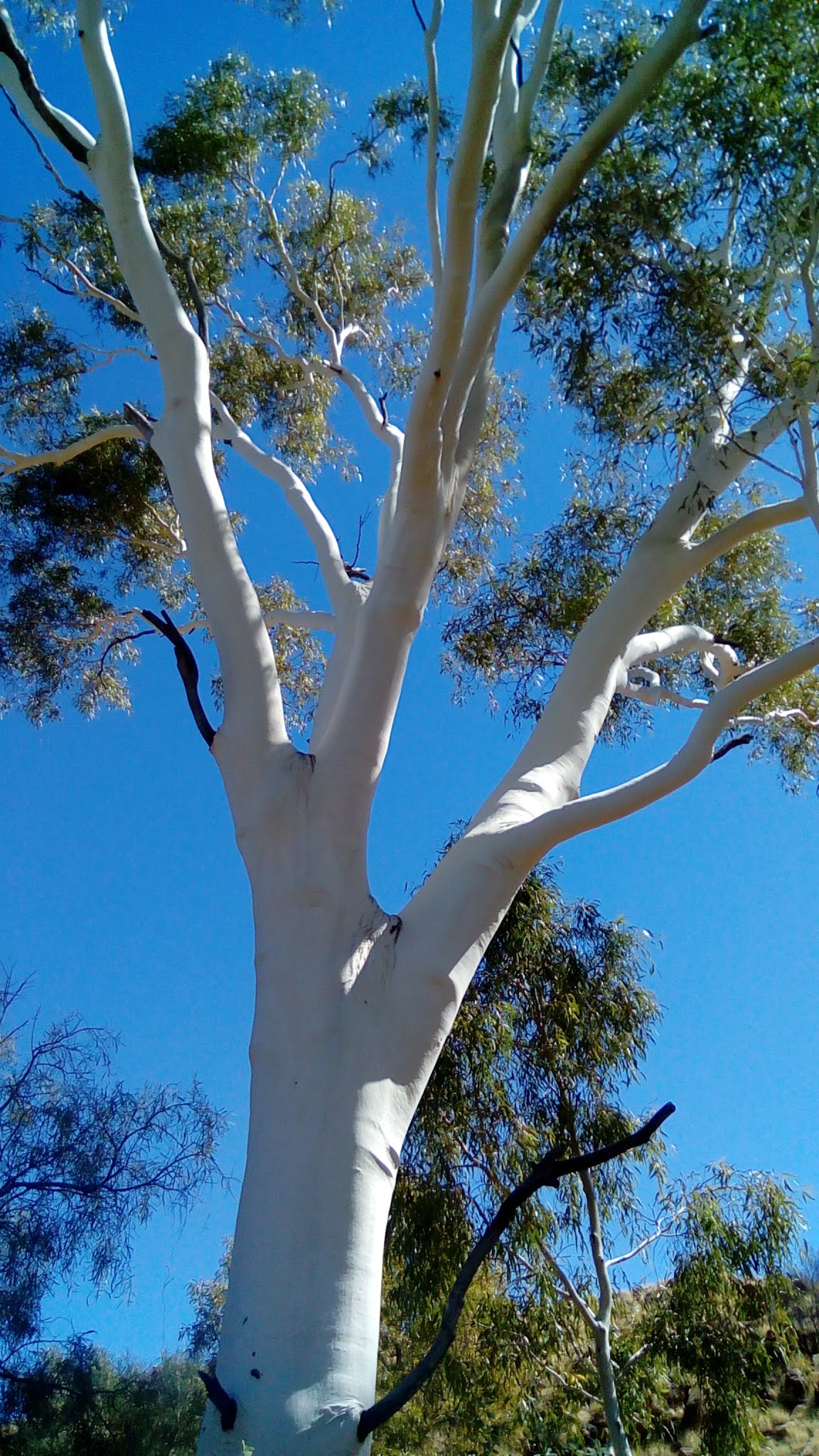 Flocked white tree