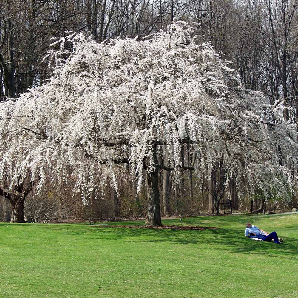 Snow-covered tree